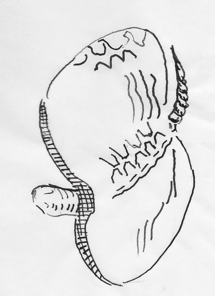 Representación esquemática de un placodonto. Dibujo de Ángel Vaquero.