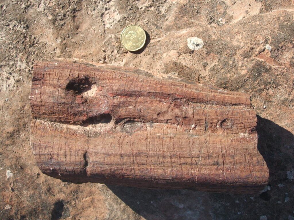Xilópalos o troncos fosilizados. Yacimiento del Camino del Pozo Tello.