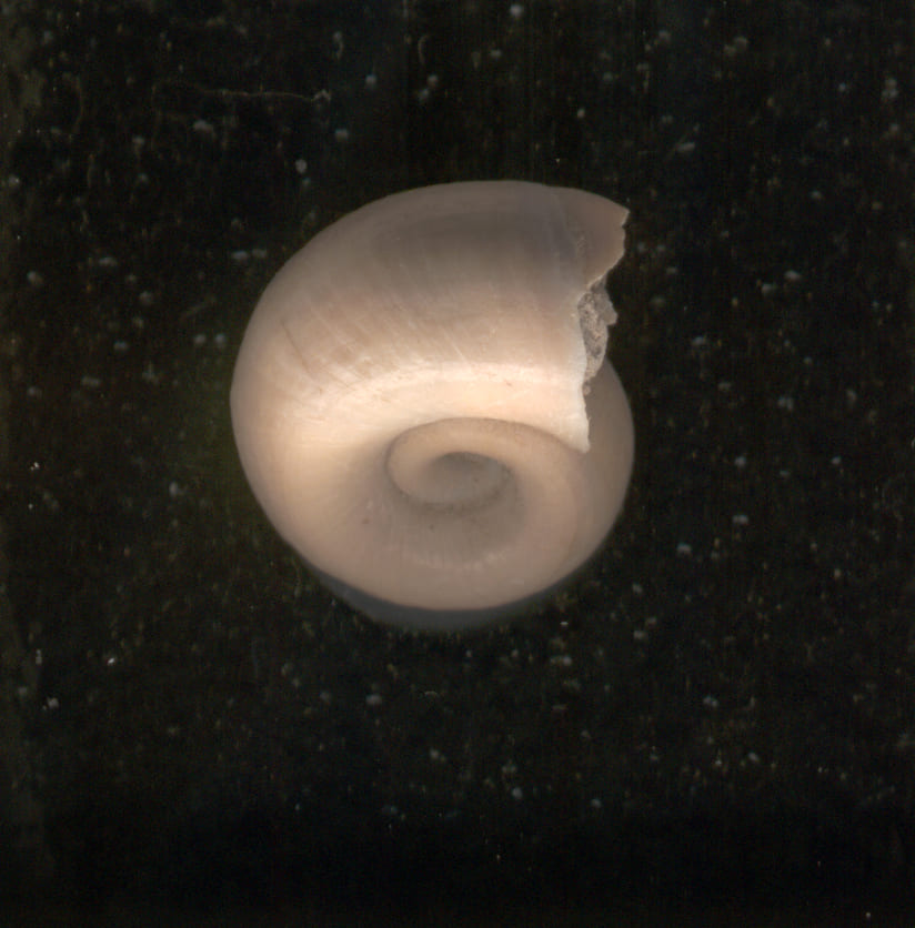Ejemplar de Planorbis.